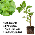 Set 4 Cuban Oregano Plants, 4 to 7 Inch Tall Starter Plant, Without Pot, Fresh Herb Oregano Live Plant for Patio and Garden, Culinary Herbs Fragrant Leaves
