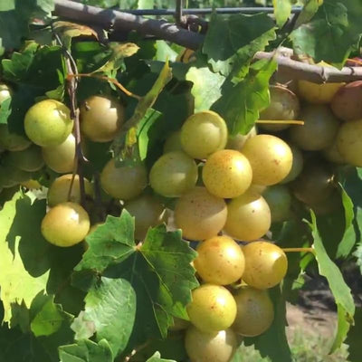 Grape Vine Live Plant 1-2 Year Old, Sweet Grape Plant Live for Growing, Grape Fruit Well Rooted Plant Bareroot (Early Fry Muscadine Grape)