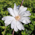 Star Magnolia Tree Live Plant, Magnolia Plant Live 6 to 12 Inches Tall, in 2.5 Inches Pot, White Magnolia Bush Fragrant Magnolia Flowers