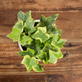 Gold Ivy Plant Live, Trailing Ivy Plant 4'' Pot, Climbing Houseplant for Growing Indoor Outdoor