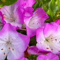 1-2 Ft Purple Magenta Rhododendron Plants Live, Azalea Rhododendron Bush Shrubs in 1 Gallon Pot for Planting, Azalea Bush Ready Plant, Live Rhododendron Plant Azalea