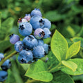Blueberry Bushes Live Plant 8 to 15 Inch Tall, Sweet Blueberry Plant Live for Planting, Blueberry Shrubs (Northblue Blueberry)