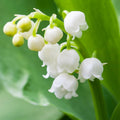 10 Lily of The Valley Plants Live, Lilies Flower Bulbs Bareroots, Perennial Flowering Plants for Outdoor Growing