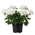 White Geranium Live Plant 5-8" Tall, White Geranium Plant, Live Rooted Perennial Flower Plant for Indoor Gardening