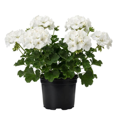 White Geranium Live Plant 5-8" Tall, White Geranium Plant, Live Rooted Perennial Flower Plant for Indoor Gardening