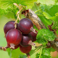 Red Gooseberry Plant Live, Gooseberry Bush Live Plant 5 to 9 Inch Tall, Gooseberry Fruit Tree