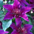 Clematis Vine Plant Live for Planting Outdoor, Clematis Plants Live, 4 to 6 Inch Tall, 2.5 Inc Pot, Perennial Fragrant Flowers Plant, Stripe Purple