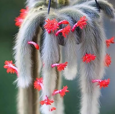 Monkey Tail Cactus Live Plant, Rare Trailing Cactus Indoor Houseplant 3-6 Inch Tall, Hanging Basket, Container Growing