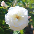 Fragrant Rose Plant Live in Pot, Reblooming Roses Bush for Outdoor Garden (White Rose)