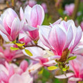 Magnolia Tree Live Plant for Planting, Magnolia Flowers Bush 6 to 12 Inches Height, in Pot, Fragrant Magnolia Shrub (Saucer Magnolia)