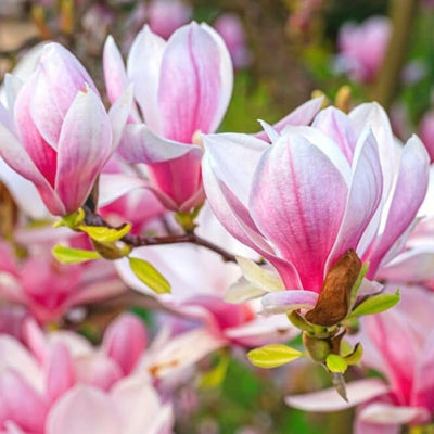 Magnolia Tree Live Plant for Planting, Magnolia Flowers Bush 6 to 12 Inches Height, in Pot, Fragrant Magnolia Shrub (Saucer Magnolia)