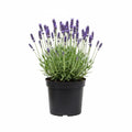 Lavender Plant Live, Blue Lavender Plant Live Indoor Outdoor, Vibrant Bloom, 8 to 10 Inc Tall, Quart Pot, Fragrant Lavandula Seedling for Patio and Container