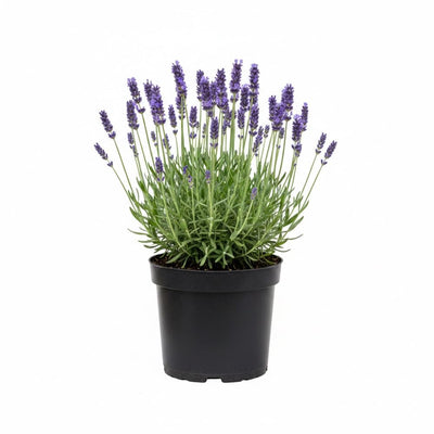 Lavender Plant Live, Blue Lavender Plant Live Indoor Outdoor, Vibrant Bloom, 8 to 10 Inc Tall, Quart Pot, Fragrant Lavandula Seedling for Patio and Container