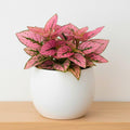 Polka Dot Live Plant, Polka Dot Plant, Small Indoor Plants, 2.5 Inches Pot for Indoor or Outdoor Houseplant (Rose)