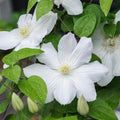 Clematis Vine Plant Live for Planting, Clematis Plants Live, 4 to 6 Inch Tall, 2.5 Inc Pot Well Rooted, Clematis Seeds Perennial, White Clematis