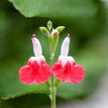 3 Bicolor Salvia Plants Live, Vibrant Sage Salvia Bushes 4-6'' Tall, Hardy Perennial Flowering Shrubs for Outdoor Garden