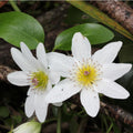 White Clematis Vine Plant Live for Planting, Clematis Plant Live in 2.5 Inches Pot, Clematis Flowers Perennial