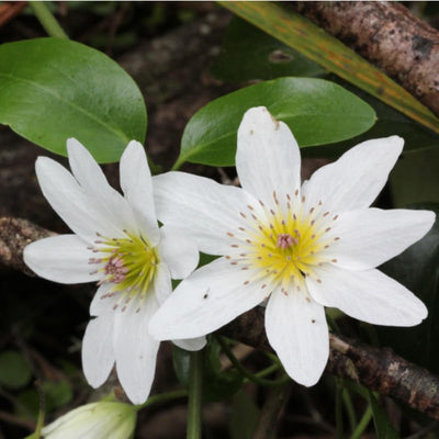 White Clematis Vine Plant Live for Planting, Clematis Plant Live in 2.5 Inches Pot, Clematis Flowers Perennial
