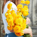 Yellow Ranunculus Flowers Bulbs for Spring Planting, Perennial Flower Bulbs, Early Spring Flower to Plant Outside, Colorful Blooms Groundcover Bulbs, Top Size