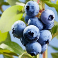 Blue Blueberry Plant Live for Planting, Blueberry Bushes for Planting, 4"-7" Cold Hardy Blueberries Southern Highbush