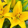 2 Yellow Lily Bulbs, Lily Flower Bulbs, Lily Bulbs for Spring Planting, Lilies Bulbs, Spring Flower Bulbs, Grow Well Indoor Outdoor