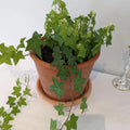Green English Ivy Plant Live, Trailing Ivy Plant 4'' Pot, Climbing Houseplant for Growing Indoor Outdoor