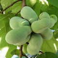 1 Year Old Paw Paw Plant No Pot, Indian Banana Pawpaw Tree Live Plant, Winter Dormant, 6 to 13 Inc Tall