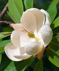 Magnolia Tree Live Plant, Magnolia Flowers Bush, 6-12 Inches Tall, in Pot, Fragrant Magnolia Shrub Ready to Grow (Sweetbay Magnolia)
