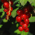 Red Currant Plant Live Well Rooted, 1 Year Large Bare Root, Red Currant Bush Live Plant 5-9 Inch Height, Currant Berries