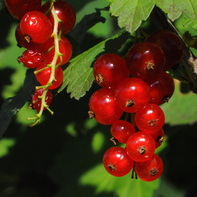 Red Currant Plant Live Well Rooted, 1 Year Large Bare Root, Red Currant Bush Live Plant 5-9 Inch Height, Currant Berries