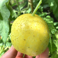 2 Lemon Cucumber Plants Live, 3 to 5 Inches Tall, Cucumber Starter Plants for Planting, 4 Inch Pot Vegetable Plant