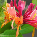 Climbing Honeysuckle Plant Live, Fragrant Honeysuckle Plants Vine Bushes in 2.5 Inch Pot, Pink Yellow Honeysuckle