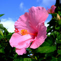 Hardy Hibiscus Plants Live Well-Rooted, Pink Flowers Hibiscus Tree Live Plant for Outdoor Full Sun Spring Planting, 5-9" in Tall, Perennial Growing
