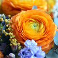 Orange Ranunculus Flowers Bulbs for Spring Planting, Perennial Flower Bulbs, Early Spring Flower to Plant Outside, Colorful Blooms Groundcover Bulbs, Top Size