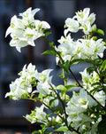 White Bougainvillea Plant Live, Bougainvillea Flowering Plant Perennial, Rooted Bougainvilleas Trees Starter 6-8 Inches