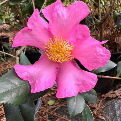Camellia Plants Live, Rare Camellias Tree Live Plant, Vibrant Flower Shrub, Well-Rooted in Pot, Indoor Outdoor Flowering Zones 7-10 (Deep Pink)