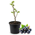 Black Currant Live Plant, 4-7 Inch Tal Potted Berry Plant - Edible Fruit Shrub for Garden, Patio, and Container Growing