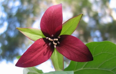 5 Red Trillium Bulbs for Planting Outdoors, Wood Lily Bulbs, Ornamental Plant for Garden