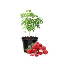 Lychee Tree Live Plant, 5 to 8 Inc Tall, Lychee Fruit Tree for Gardening Outdoor