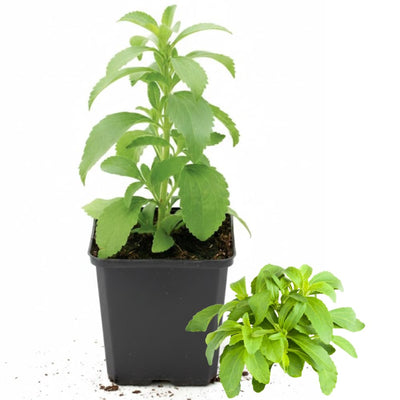 Stevia Plant 4" Pot, Live Stevia Herb Potted for Planting Outdoor Indoor Garden, Well Rooted