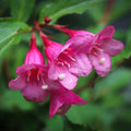 Pink Weigela Live Plant, 4 Inch Pot Weigela Flower Plant for Garden, 4 to 8 Inch Tall Outdoor Plant