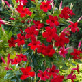Set 2 Red Mandevilla Live Plants, 5-9" Tall Mandevilla Plant Potted, Well Rooted Perennial Flowers Shrub Plants, Ornamental Plants for Outdoors