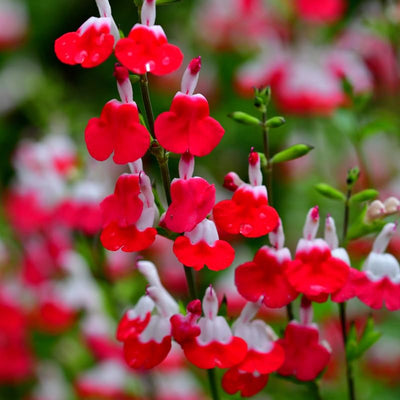 Set 4 Hot Lips Salvia Plants 4-7 Inches, Vibrant Red and White Salvia Flowers, Hardy Perennial for Garden and Landscape