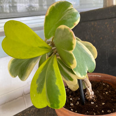 Yellow Hoya Kerrii Heart Plant Live, Hoya Plant, Hoya Kerrii Plant Live 2 Inches Pot for Planting