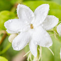 White Jasmine Plant, Maid of Orleans Jasmine Live Plant, White Fragrant Flower Plants, 3 to 5 Inch Tall Flower Starter Plants for Garden