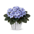 Light Blue African Violets Live Plants in Pots, Live African Violet Plants House Plant for Indoor Outdoor Décor, 4" Pot, Well-Rooted and Year-Round Blooming