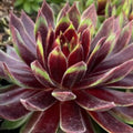 Hens and Chicks Succulent Plants Live in 2.5 Inch Pot, Hens & Chicks Plant Live Houseplant Home Garden