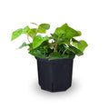Ivy Plant Live Fast-Growing, Potted 3-5" in Tall, Climbing Indoor Outdoor Houseplant, Easy Care Trailing Vine, Fast Growing Small Starter Plant for Home Office Décor (Golden Boston Ivy)