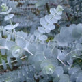 Set 2 Baby Blue Eucalyptus Live Plants, Live Eucalyptus Plants, Eucalyptus Plants Live, Live Eucalyptus Trees, Live Eucalyptus Plant Indoor, 4 to 7 Inc Tall