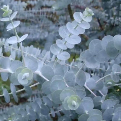 Set 2 Baby Blue Eucalyptus Live Plants, Live Eucalyptus Plants, Eucalyptus Plants Live, Live Eucalyptus Trees, Live Eucalyptus Plant Indoor, 4 to 7 Inc Tall